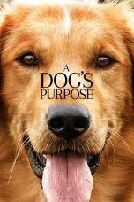 Nonton film A Dog’s Purpose (2017) terbaru